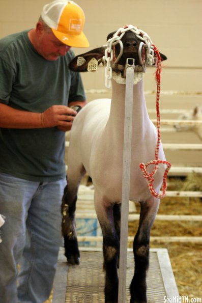 Sheep Barn: Just sheared