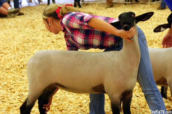 Sheep Barn: Youth Lamb Show