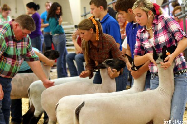 Sheep Barn: Youth Lamb Show