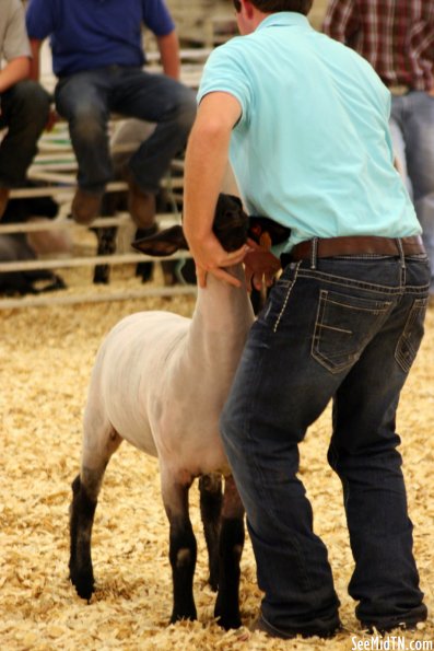 Sheep Barn: Youth Lamb Show