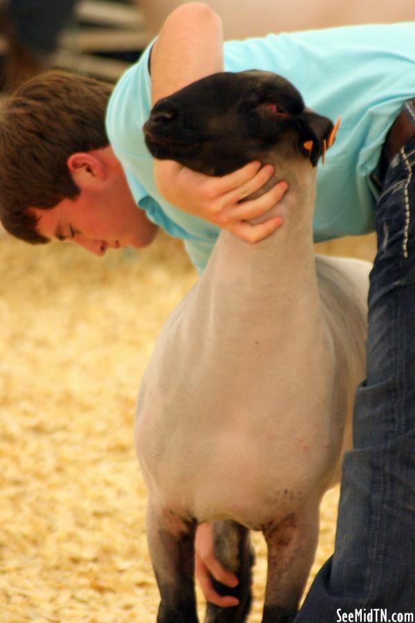 Sheep Barn: Youth Lamb Show