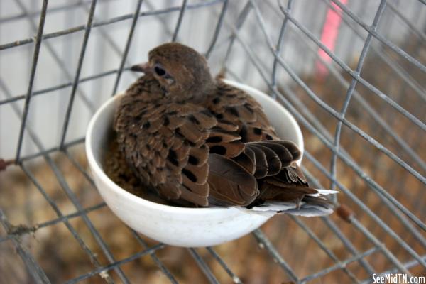 Poultry: a bird in its food dish