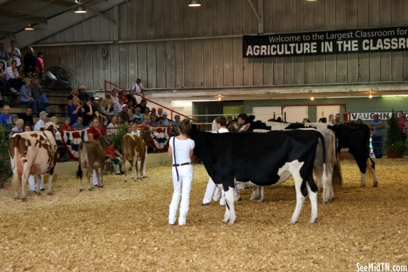 Bovine: Junior Show