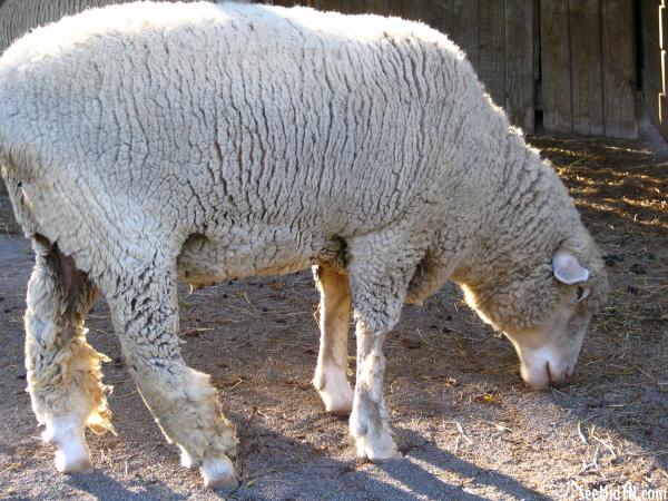 Sheep at the Petting Zoo