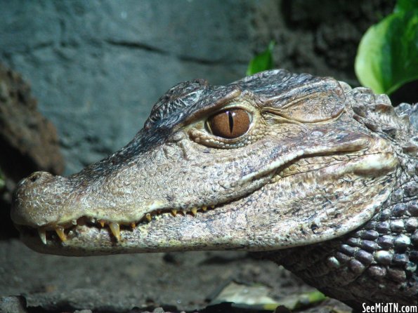 Dwarf Caiman closeup of head