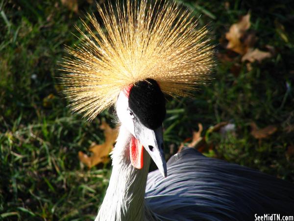 African Crowned Crane