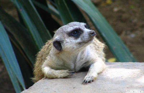 Meerkat relaxing