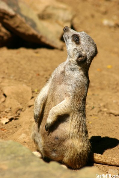 Meerkat looks to the sky