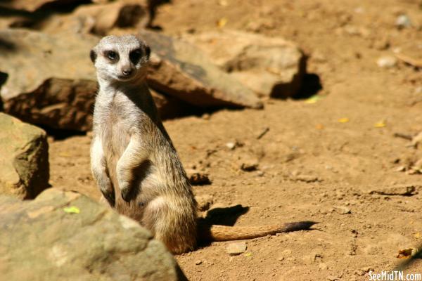 Meerkat