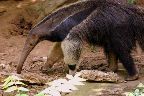 Anteater