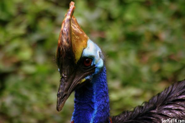 Cassowary Male head