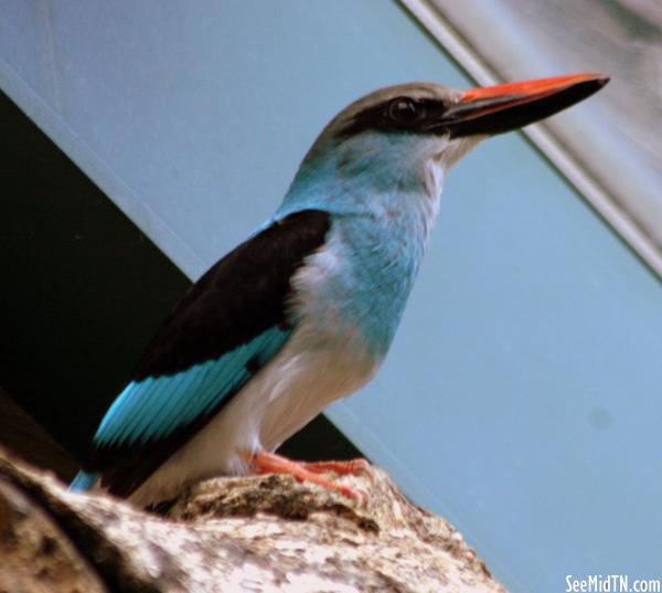 Blue-breasted Kingfisher