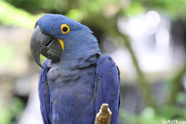 Blue Hyacinth Macaw