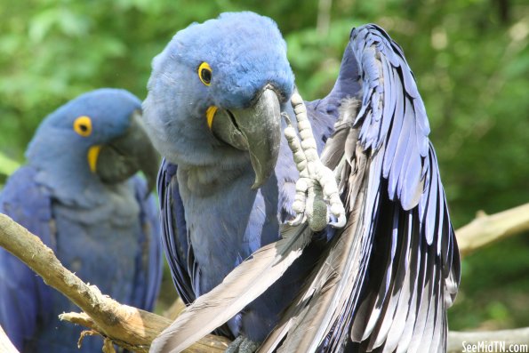 Blue Hyacinth Macaw