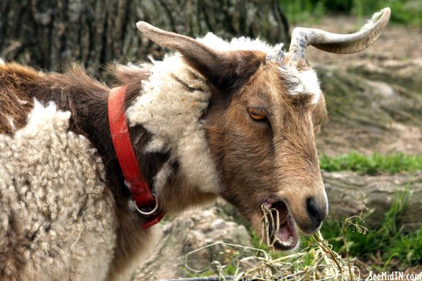 Goat at the Grassmere Farm