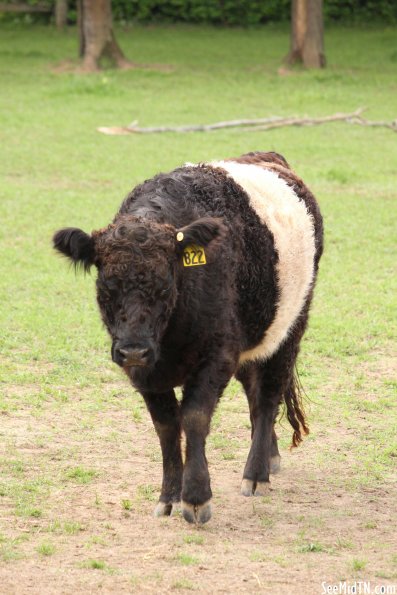 Cow at the Grassmere Farm