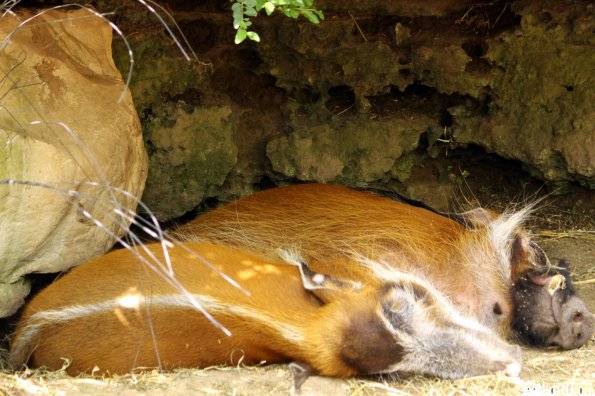 Red River Hog sleeping