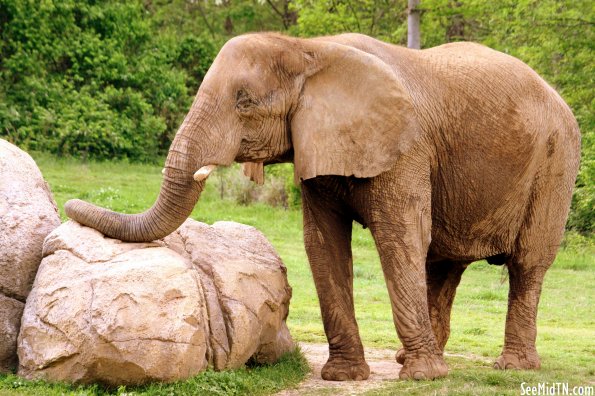 African Elephant lays trunk on the rock