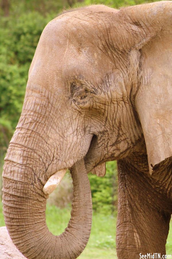 African Elephant eating