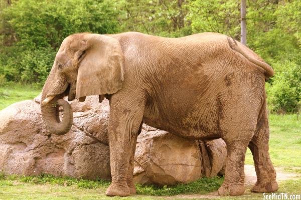 African Elephant 