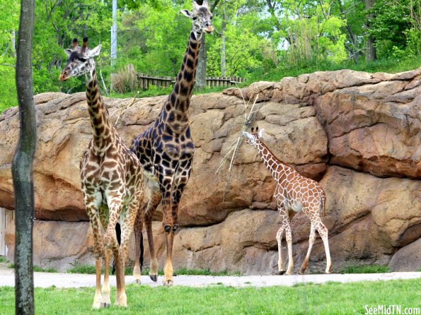 Giraffe Savanna - Margarita, Congo and Sita