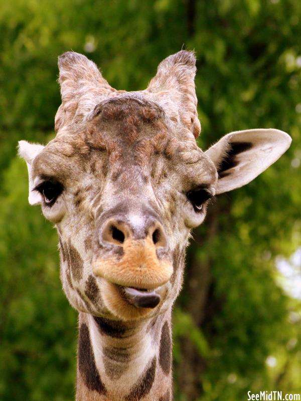 Giraffe Savanna - Congo, the male