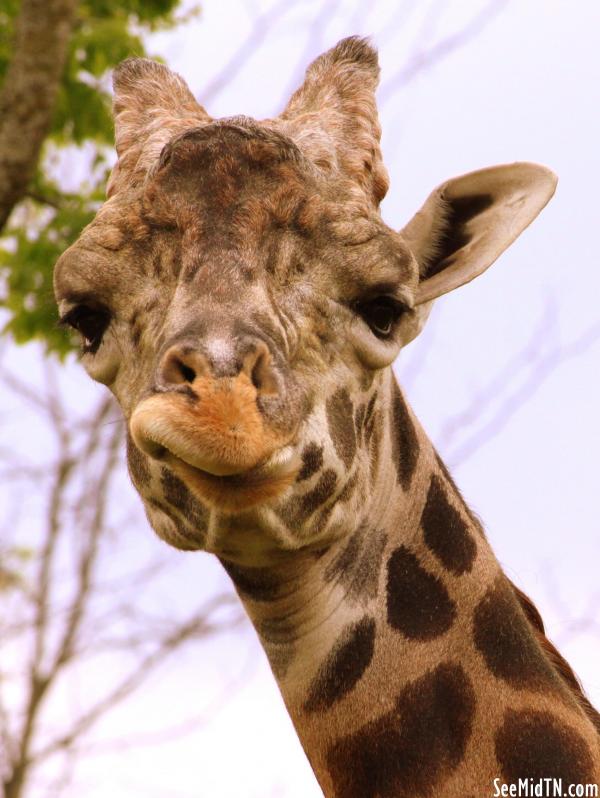 Giraffe Savanna  - Congo, the male