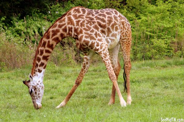 Giraffe Savanna - Margarita, the female, leans down