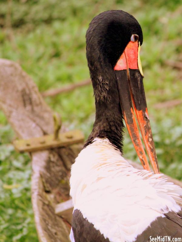 Saddlebill Stork