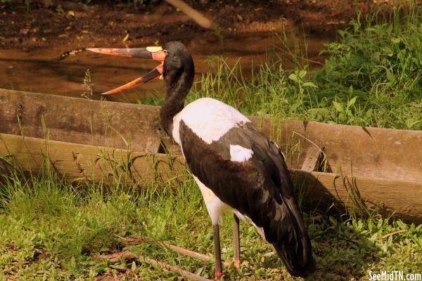 Saddlebill Stork yawns