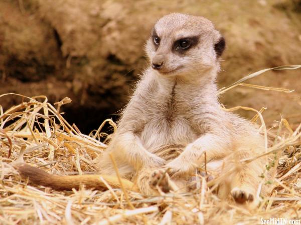 Meerkat lounging