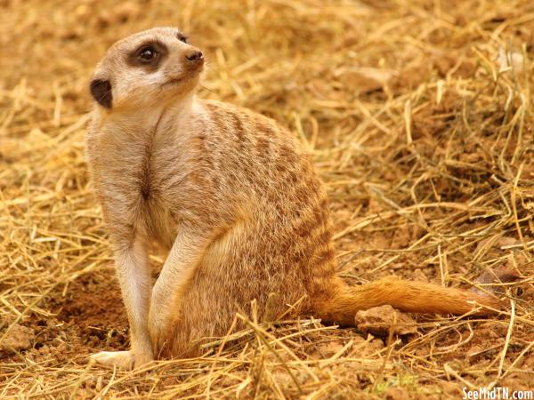 Meerkat looks to the side