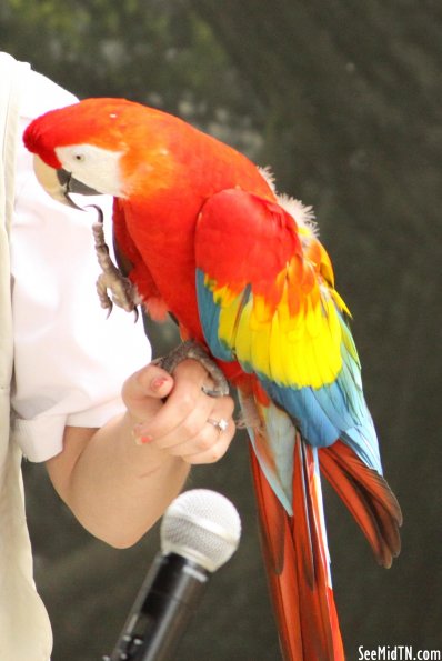 Macaw