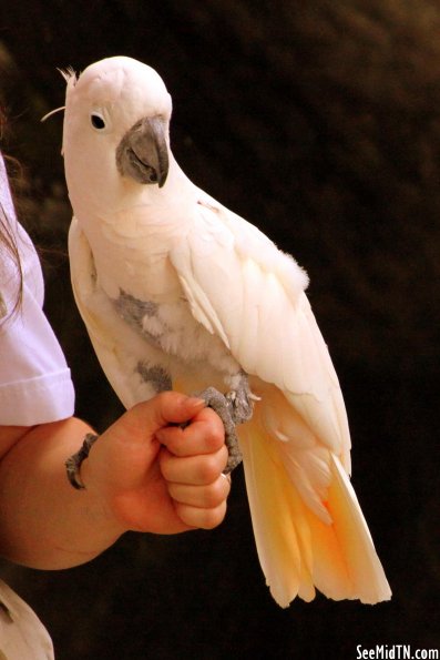Cockatoo Cockatoo