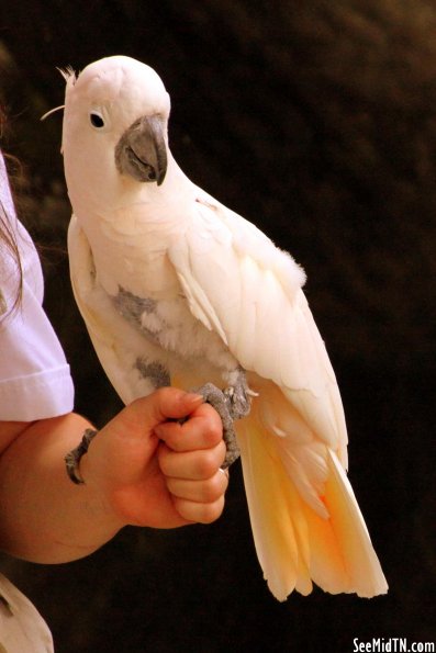 Cockatoo