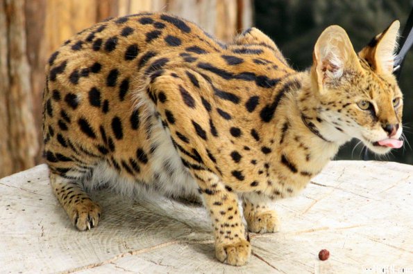 Serval named Bailey