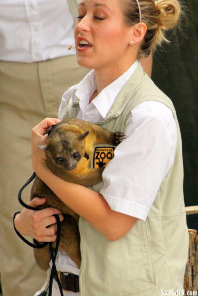 Kinkajou aka Honey Bear