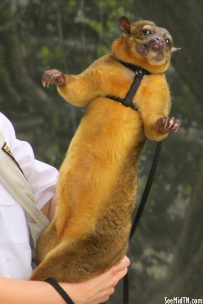 Kinkajou aka Honey Bear