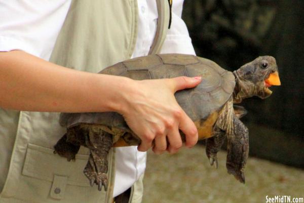 Turtle gets rewarded with fruit