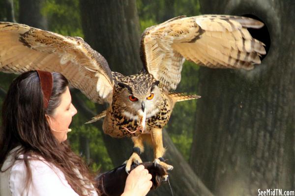 Great Horned Owl is given some prey