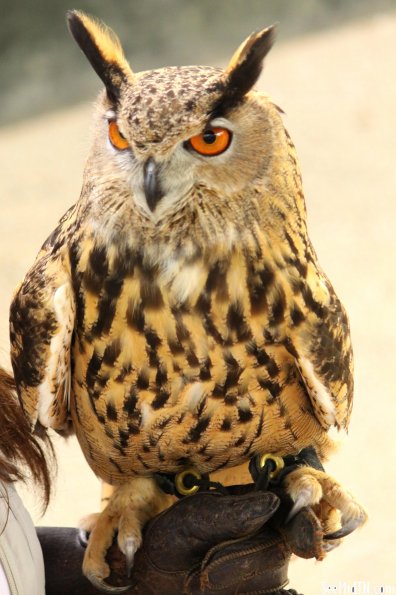 Great Horned Owl perched on an arm