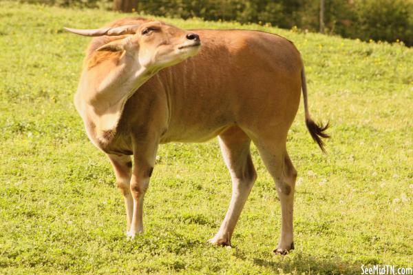 Eland has an itch