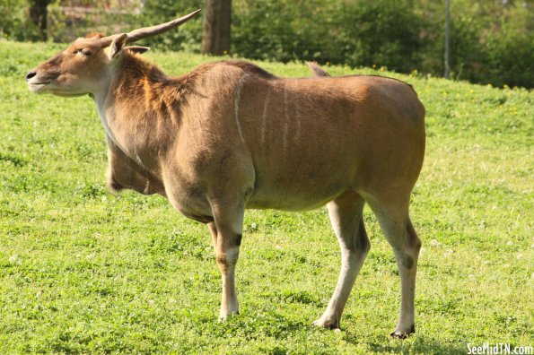 Eland