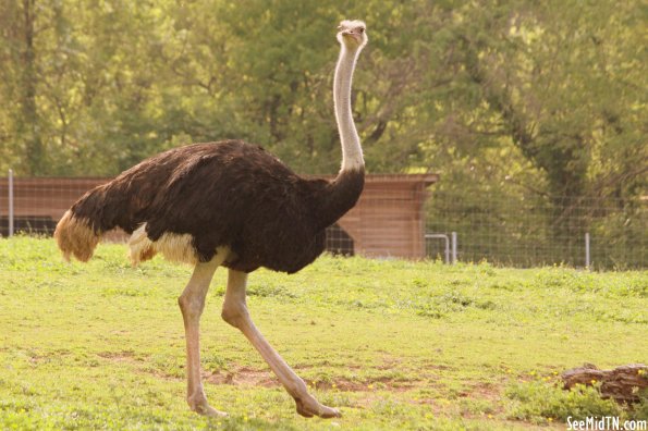 Ostritch Strut