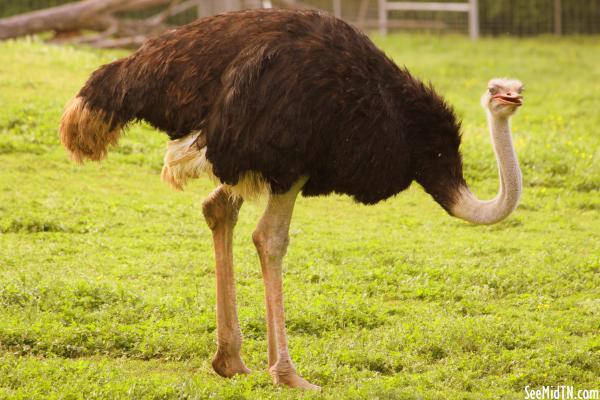 Ostrich bending halfway down