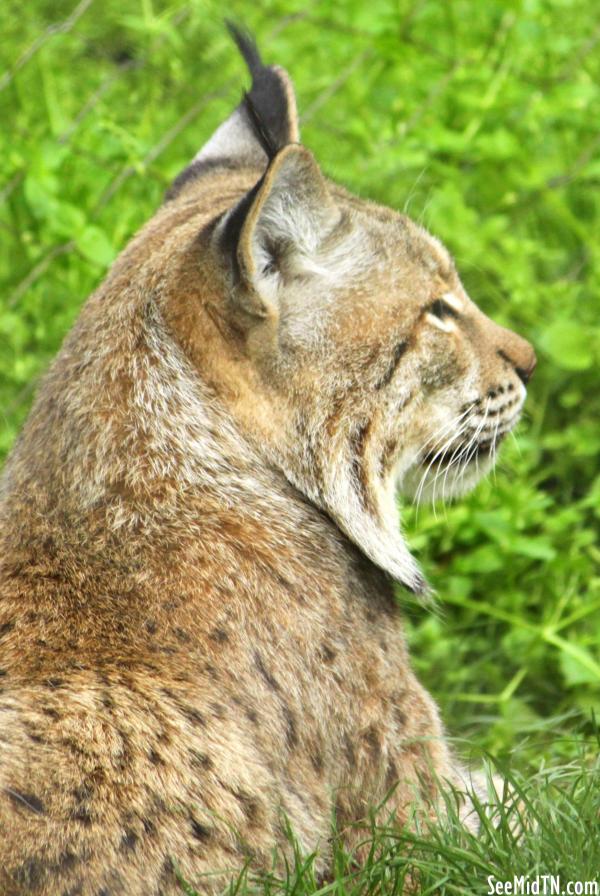 Lynx