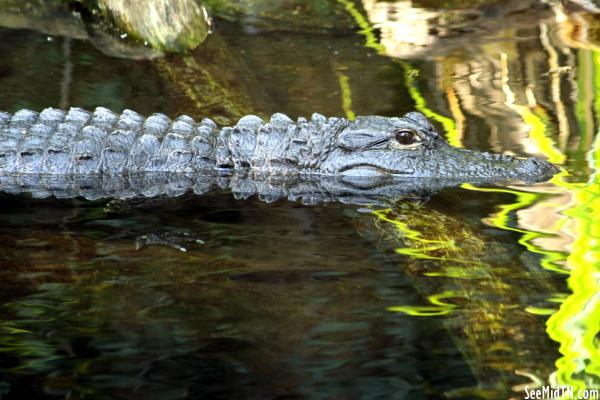 Alligator Cove on the water