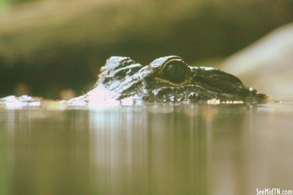 Alligator Cove - Just above the water surface.