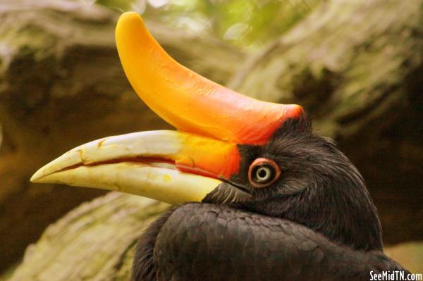 Rhinoceros Hornbill head closeup