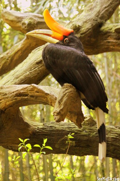 Rhinoceros Hornbill